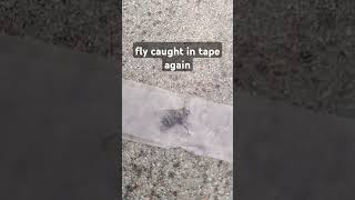 Another fly tape [upl. by Yelsnit]