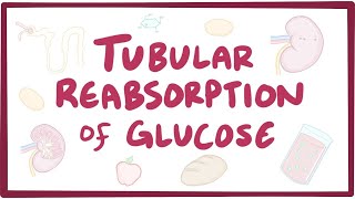 Tubular reabsorption of glucose  renal physiology [upl. by Haidej196]