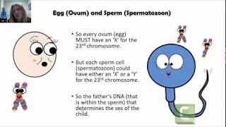 Genes Genetics and Genetic Inheritance How Does Genetic Inheritance Work [upl. by Nuyh778]