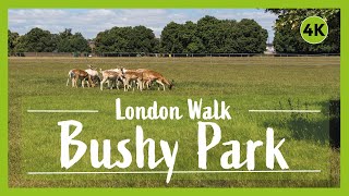 Hampton Court and Bushy Park walk  The Best Walk Near London  🇬🇧 Hiking UK  England [upl. by Macguiness728]