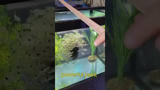 400 piranha vs fish head  youtubeshorts shorts shortvideo fishing attack river halloween [upl. by Ulrike]