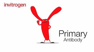 Introducing Invitrogen Primary Antibody [upl. by Lanita]