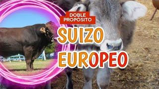 GANADO Suizo EUROPEO Doble Propósito y muy Adaptable [upl. by O'Mahony]