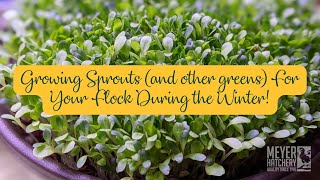 Growing Sprouts and other greens For Your Flock During the Winter [upl. by Eerdua]