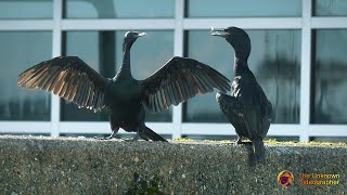 Pelagic Cormorants  4K [upl. by Ymmas]