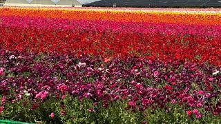 Carlsbad Village flower fields [upl. by Dominga]