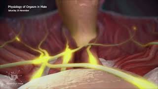 physiology of orgasm in malesTrailer [upl. by Ecnirp337]