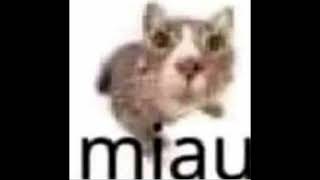 Miau meme 1Hour [upl. by Zeculon748]