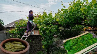 Traditional Stuffed Grape Leaves Recipe  Collecting and marinating grape leaves in the village [upl. by Pallaton420]