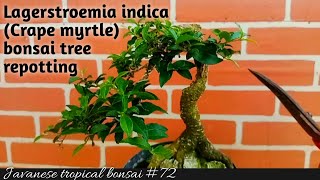 lagerstroemia indica crepe myrtle bonsai tree repotting 72 Javanesetropicalbonsai [upl. by Cavanaugh]