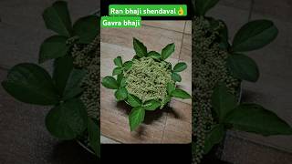 Aaj Mi Banavli Shendavalchi Mohar Bhaji Atishay Poshtik Ranbhaji villagefood ytshorts cooking [upl. by Aneehsal]