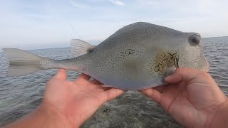 Buffalo Trunkfish Caught On A Jig While Flats Fishing In The Florida Keys [upl. by Bambie]