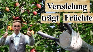 Apfelbaumveredelung trägt erste Früchte  Rindenpfropfung Anleitung 🍎🍏 [upl. by Retsevlys917]