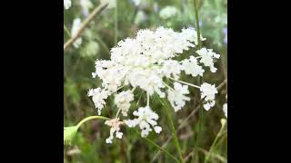 Wild Carrot vs Poison Hemlock [upl. by Ominoreg]