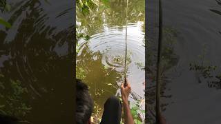 hook fishing fishing hookfishing [upl. by Ssidnak]