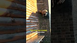 This Goat Defies Gravity and Climbs A Dam [upl. by Ecenaj107]