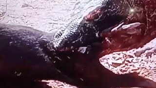 Gaint komodo dragon eating pigs Japan 😥😨 [upl. by Okiek417]