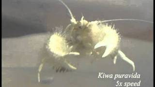 Yeti crab eating bacteria from its claws [upl. by Suiratnauq410]