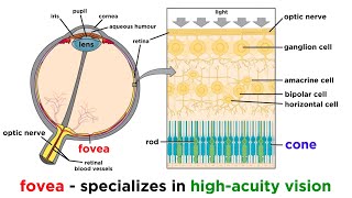 Photoreception  Chronobiology [upl. by Uphemia]