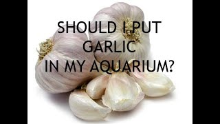 HOW TO USE GARLIC IN YOUR AQUARIUM [upl. by Aikam119]