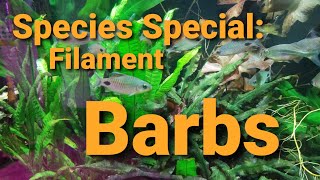 Species Special Filament Barbs [upl. by Uhayile840]