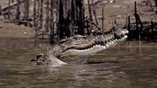 Daintree river Solar Whisperer Crocodile tour [upl. by Uthrop]