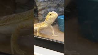 bearded dragon do you want such a pet pet animal cute lizard videoviral [upl. by Eedahs]