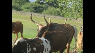 Sacred Cows of Ovawambo [upl. by Yrojram418]