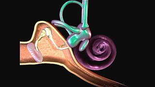 Histology Neuroscience 1 Module  Structures Of Ear [upl. by Eznyl588]