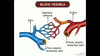 Veins Arteries and Capillaries 🔥🔥🔥👍🏻👍🏻👍🏻study ytvideo studywithswarajgirnare [upl. by Ennaylloh]