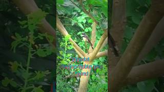 The Oriental Magpierobin bird sound shorts birds short videosvuthy CH [upl. by Enitsuj]