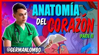 EL CORAZÓN  ANATOMÍA DEL CORAZÓN [upl. by Yadsnil]