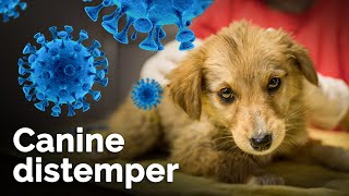 Canine Distemper क्या होता है Symptoms Causes prevention and treatment  Distemper in dogs [upl. by Joell]