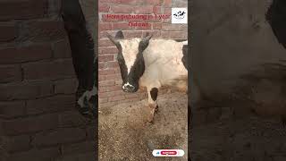 dehorning horn disbudding cattle cow veterinarymedicine animals vet [upl. by Marelda]