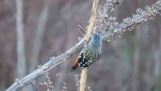 Nature video A Spotted Pardalote Pardalotus punctatus gathers nesting material for its nest [upl. by Anuhsal431]