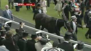 Australian horse Black Caviar takes Diamond Jubilee Royal Ascot [upl. by Brest]