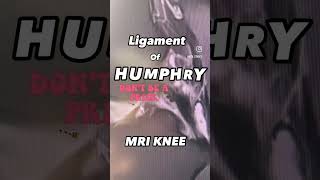 knee ligaments MRI humphrey [upl. by Hart]