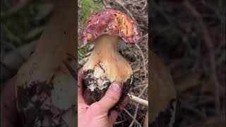 BOLETUS PINOPHILUS XXL 🍄‍🟫 boletus mushroom [upl. by Aicile]