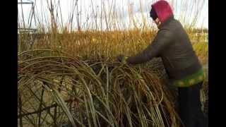 Living willow structure management [upl. by Malcolm]