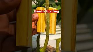 How to Graft a Plant Using Banana garden agriculture nature [upl. by Clothilde670]