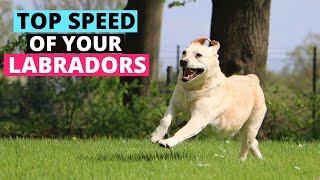 How Fast can Labradors Run compared to other Dog Breeds [upl. by Ryun]