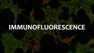 Immunofluorescence IF Immunohistochemistry IHC and Immunocytochemistry ICC [upl. by Whit]