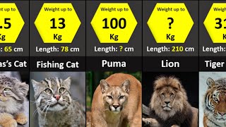 All 40 Species of Wild Cats  Size Comparison [upl. by Herzen60]