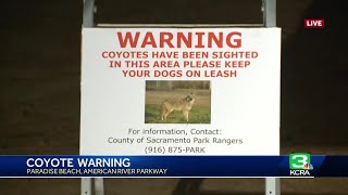 Warning issued after coyotes attack dogs near Paradise Beach on the American River Parkway [upl. by Wasson]