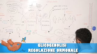 Glicogenolisi e regolazione ormonale [upl. by Grunberg476]