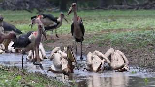 Pelicans in Gorongosa NP Mozambique [upl. by Hainahpez]