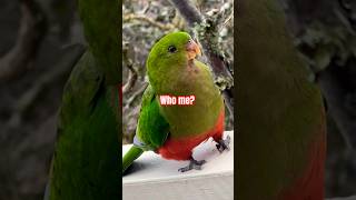 Stunning Mrs King Parrot Call Sound Walk 🦜🥹 bird tricks [upl. by Naamana]