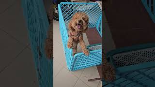 Poodle Dog For Adoption  1 Year 5 Months Tom from Kulai Johor [upl. by Ahsinan]