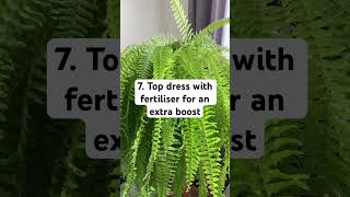 10 Laws of Boston Fern Care ferncare bostonfern ferns [upl. by Teagan]