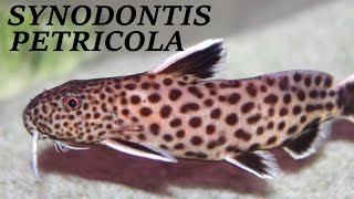 AQUARIUM CATFISH SYNODONTIS PETRICOLA [upl. by German]